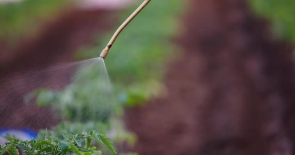Farmer Gardener Spraying Organic Pesticides Tomato Plants Greenhouse Watering Seedlings — стоковое видео