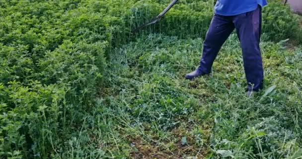 Farmer Harvesting Field Alfalfa Gardener Cutting Lucerne Grass — Stock video