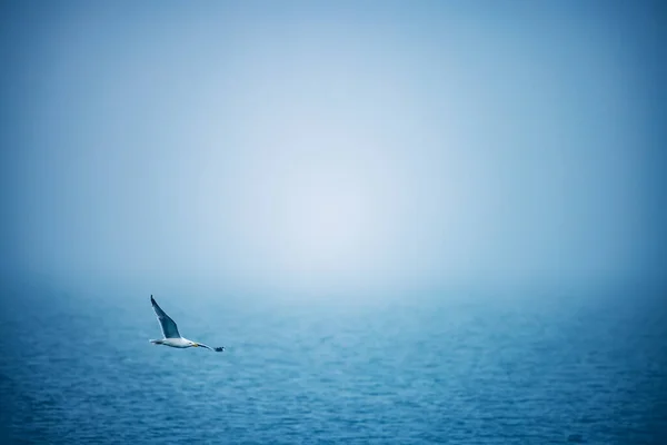 Tengeri Hullámzó Víz Reggeli Köddel Repülő Sirállyal — Stock Fotó