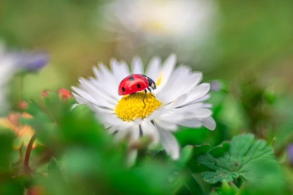 Camomilla Fiore Con Coccinella Sfondo Verde — Foto Stock