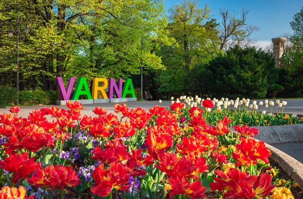 Group Colorful Tulip Sea Garden Varna — Stock Photo, Image