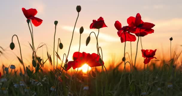 Kwitnące Pole Letnie Pełne Świeżej Zielonej Pszenicy Kolorowych Kwiatów — Wideo stockowe