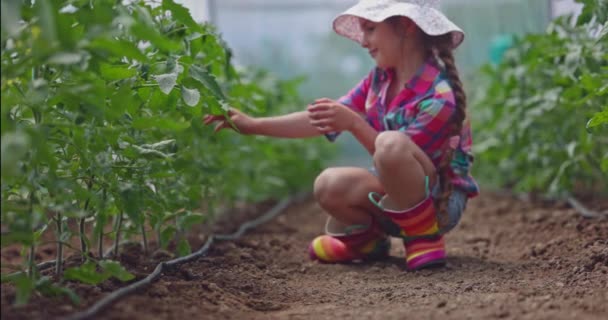 カラフルなブーツで小さな女の子の農家は 温室内のトマトの植物の葉に触れます 有機栽培食品 バイオ野菜 — ストック動画