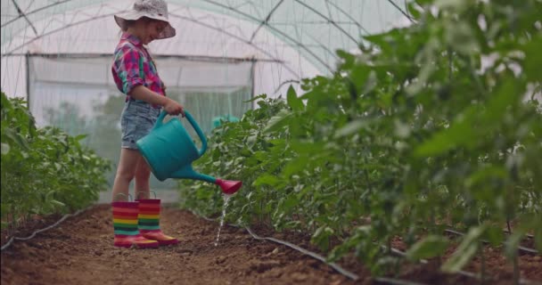 Serada Yetişen Organik Meyve Sebzeler Çiftçi Kız Taze Domates Fidanlarını — Stok video