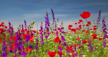 Yeşil çimenli ve güzel çiçekli yaz çayırı - calendula, papatya, çiçek, haşhaş ve mavi gökyüzü