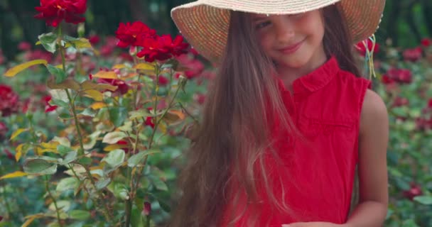 Meisje Een Rozentuin Bulgaarse Rozenvallei Bij Kazanlak Velden Van Rose — Stockvideo