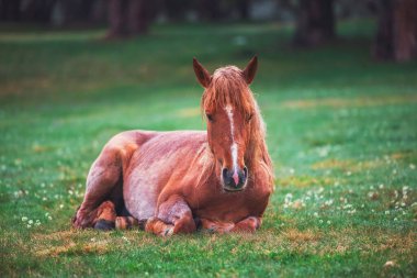 Yeşil çimenli bir çayırda at