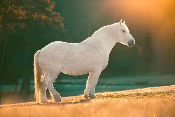 Pâturage Cheval Sur Pâturage Lever Soleil Brumeux Chevaux Sauvages Dans — Photo