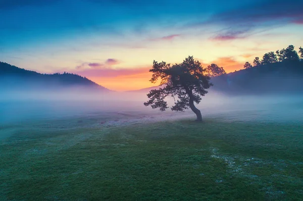 Misty Manhã Com Árvore Solitária Campo Nascer Sol Tiro Aéreo — Fotografia de Stock