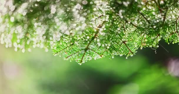 Природный Фон Утреннего Дождя Лесу Листья Деревьев Капли Воды — стоковое видео