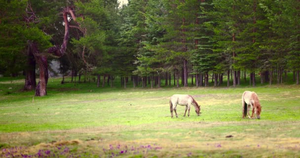 Konie Wypasają Zieloną Trawę Pastwisku Podczas Mglistego Poranka Deszczem Dziki — Wideo stockowe