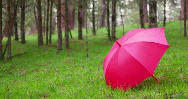 Rött Paraply Den Regniga Dagen Skogen Regn Skogen — Stockvideo