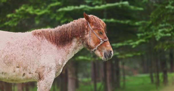 Βρεγμένο Άλογο Που Κοιμάται Ένα Δάσος Στην Ομιχλώδη Ανατολή Και — Αρχείο Βίντεο