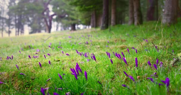 Pioggia Mattutina Sui Fiori Selvatici Croco Pascolo Verde Montagna — Video Stock