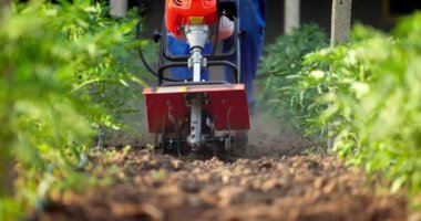 Makineli bir çiftçi sebze bahçesindeki toprağı kazıyor. Bir seradaki domates bitkilerinin organik tarımı.