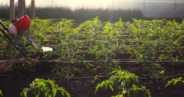 Plantes Tomates Vertes Semis Frais Dans Serre Agriculture Biologique Légumes — Video