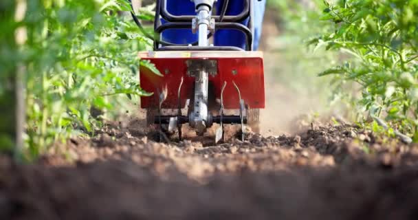 野菜の有機農業 機械栽培者を持つ農家は農業園内の土を掘る 緑トマトの植物 — ストック動画