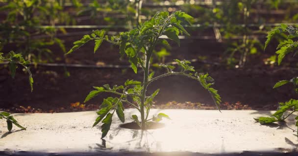 Plantas Tomate Verde Mudas Frescas Estufa Agricultura Biológica Legumes Campo — Vídeo de Stock