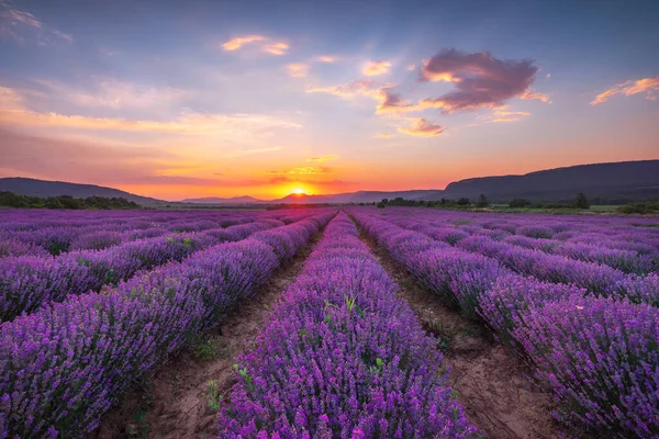 Flor Lavanda Campos Florecientes Filas Interminables Puesta Sol — Foto de Stock