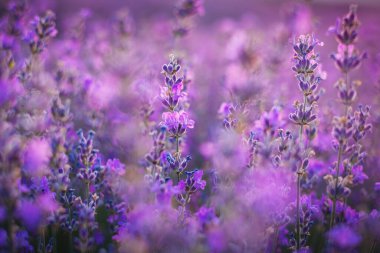 Tarlada lavanta çiçeği.