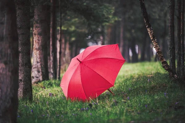雨の下の緑の森と赤い傘 — ストック写真
