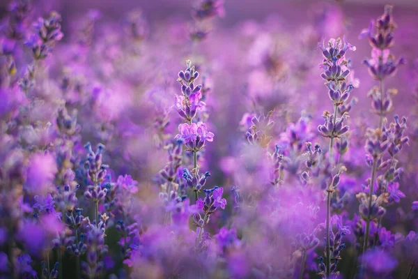 畑のラベンダーの花 — ストック写真