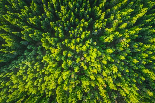Ліс Текстура Фону Повітряного Вигляду Зелені Сосни — стокове фото