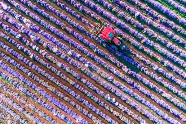Aerial View Tractor Harvesting Field Lavender Blooming Agricultural Fields — Stockfoto