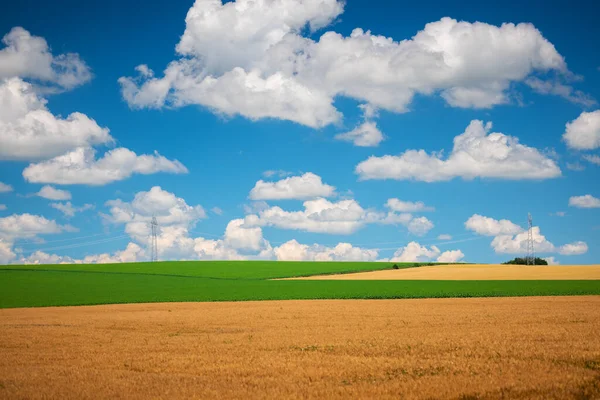 Zelené Zlaté Pšeničné Pole Modrá Obloha Mraky — Stock fotografie