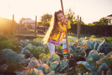 Taze organik yeşil lahana tarlasında çalışan mutlu küçük kız çiftçi.