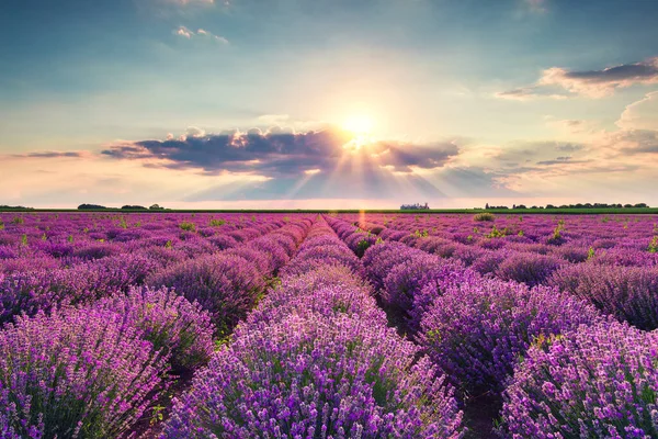 Campos Flores Lavanda Fileiras Intermináveis Pôr Sol — Fotografia de Stock