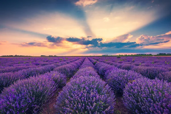 Lavendel Flower Blommande Fält Ändlösa Rader Solnedgång Skott — Stockfoto