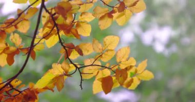 Sun shining through yellow leaves of a tree in a forest. Golden autumn and the Wind of change.