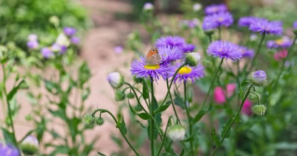 Lady Butterfly Purple Flower Summer Asters Garden Perennial Asters Autumn — Αρχείο Βίντεο