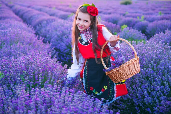 Bulgarian Woman Traditional Folklore Costume Picking Lavender Basket Sunset Young — Φωτογραφία Αρχείου