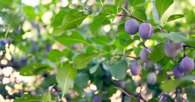 Fresh fruits in the farm garden. Plum tree with ripe plums 4k video
