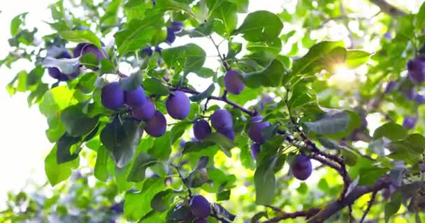 Plum Tree Fresh Ripe Plums Harvest Orchard Garden Sunlight — стоковое видео