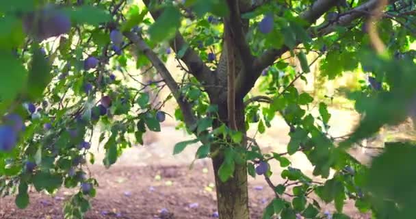 Fresh Fruits Farm Garden Plum Tree Ripe Plums Ladder Harvest — 图库视频影像