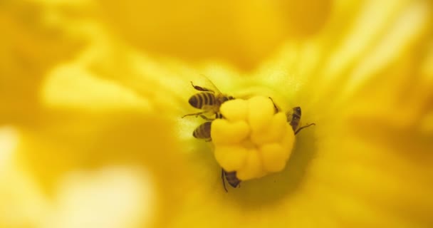 Pumpkin Flower Closeup Garden Bees Sucking Nectar Pollinating Farming Beeking — Video Stock