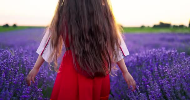 Bulgarian Girl Woman Folklore Costume Touch Flowers Lavender Field Harvest – stockvideo
