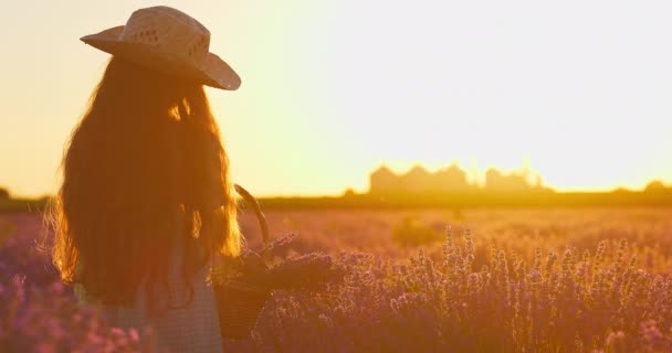 Wanita Cantik Memetik Bunga Lavender Lapangan Selama Matahari Terbenam Terbakar — Stok Video