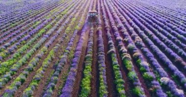 Gün batımında tarlada lavanta çiçeği toplayan traktörün hava görüntüsü.