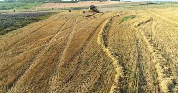 Combine Harvester Harvesting Wheat Cereals Storks Field Harvesting Aerial Sunset — Video Stock
