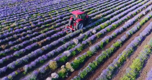 Aerial View Tractor Harvesting Lavender Flowers Field Sunset — Wideo stockowe