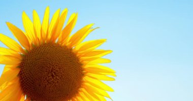 Sunflower,against the background of a clear blue sky. Agriculture and farming concept.