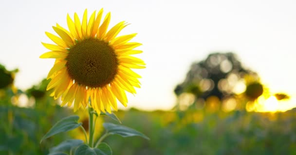 Sunflower Agricultural Field Background Blue Sky Shining Sun Agriculture Farming — Vídeo de stock