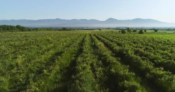Rose Field Aerial Video Valley Roses Kazanlak Bulgaria — Vídeo de Stock