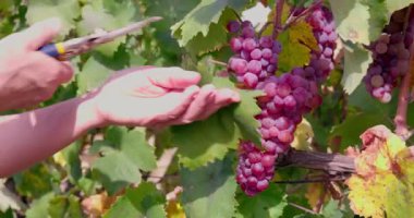 Farmer woman harvesting homegrown ripe red grapes in the vineyard. Autumn grape harvest.