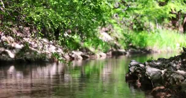 Nature Landscape Forest River Flowing Alps Stream Stones Sunny Day — Stockvideo