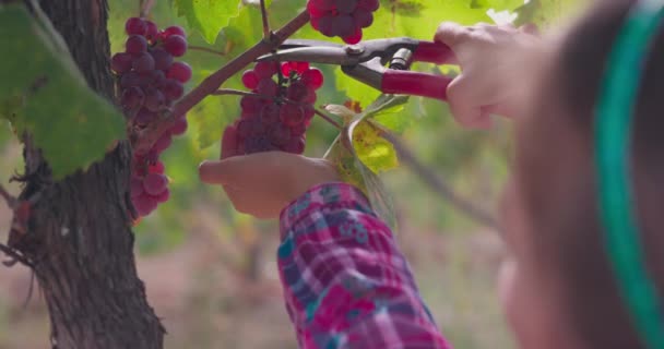 Farmer Girl Young Woman Harvesting Grapes Vineyard Autumn Grape Harvest — Video